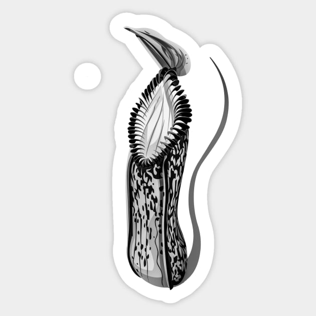 Botanical Carnivorous Plant Drawing Nepenthes hamata Pitcher Sticker by Venus Fly Trap Shirts